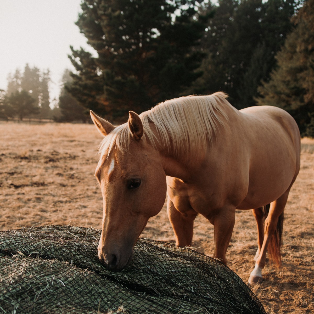 Nature Knows Best: Getting Started with Slow&nbsp;Feeding